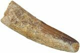 Fossil Spinosaurus Tooth - Real Dinosaur Tooth #234301-1